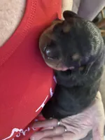 Drako, a male Rottweiler for sale in Windsor, VA – Photo 3 of 4