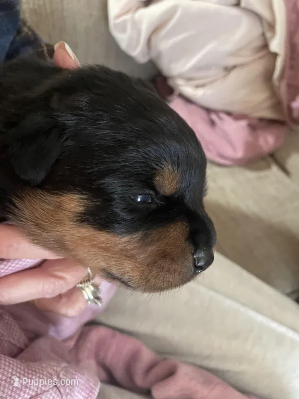 Drako – Rottweiler puppy for sale in Windsor, VA