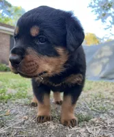 Diamond , a female Rottweiler for sale in Windsor, VA – Photo 3 of 4