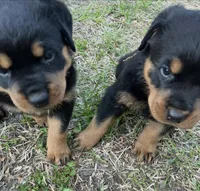Diamond , a female Rottweiler for sale in Windsor, VA – Photo 4 of 4