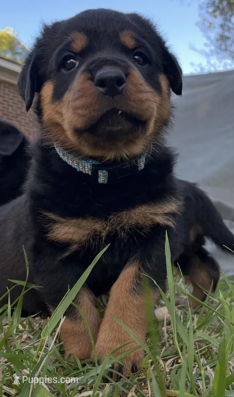 Diamond  – Rottweiler puppy for sale in Windsor, VA