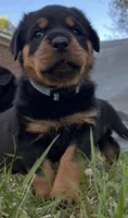 Diamond , a female Rottweiler for sale in Windsor, VA – Photo 1 of 4