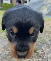 Diamond , a female Rottweiler for sale in Windsor, VA – Photo 2 of 4