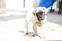 Blue, a female Bullmastiff for sale in Chicago, IL – Photo 4 of 4