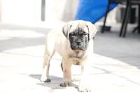 Blue, a female Bullmastiff for sale in Chicago, IL – Photo 3 of 4