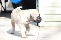 Blue, a female Bullmastiff for sale in Chicago, IL – Photo 2 of 4