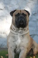 strawberry , a female Bullmastiff for sale in Chicago, IL – Photo 5 of 7