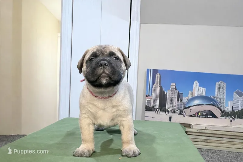 strawberry  – Bullmastiff puppy for sale in Chicago, IL