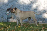 strawberry , a female Bullmastiff for sale in Chicago, IL – Photo 7 of 7