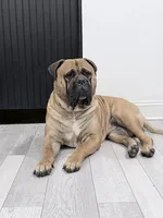 strawberry , a female Bullmastiff for sale in Chicago, IL – Photo 4 of 7