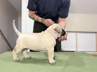 strawberry , a female Bullmastiff for sale in Chicago, IL – Photo 3 of 7