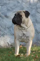 strawberry , a female Bullmastiff for sale in Chicago, IL – Photo 6 of 7