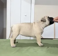 strawberry , a female Bullmastiff for sale in Chicago, IL – Photo 2 of 7