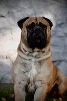 blackberry , a female Bullmastiff for sale in Chicago, IL – Photo 3 of 5