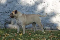 blackberry , a female Bullmastiff for sale in Chicago, IL – Photo 5 of 5