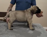 blackberry , a female Bullmastiff for sale in Chicago, IL – Photo 2 of 5