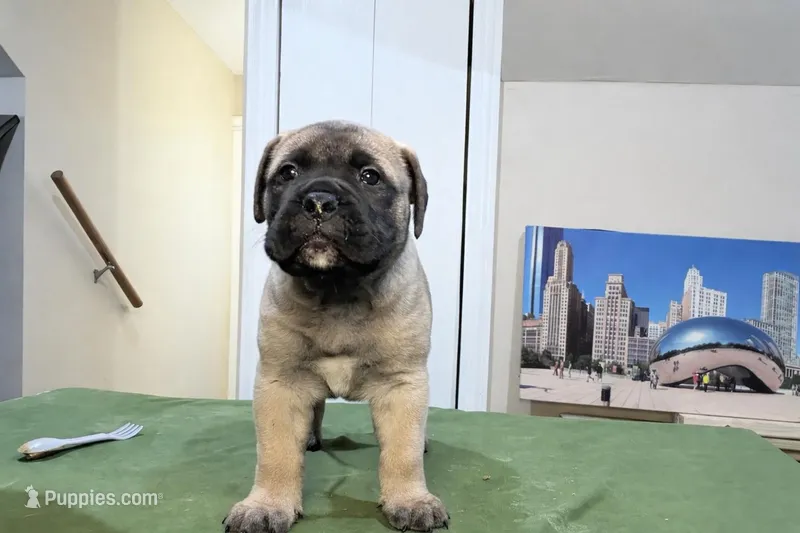 blackberry  – Bullmastiff puppy for sale in Chicago, IL
