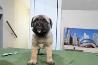 blackberry , a female Bullmastiff for sale in Chicago, IL – Photo 1 of 5