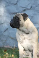 blackberry , a female Bullmastiff for sale in Chicago, IL – Photo 4 of 5