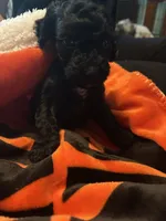 Iris, a female Cavapoo and Miniature Labradoodle for sale in Millersburg, OH – 4 of 4