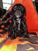 Tater , a male Cavapoo and Miniature Labradoodle for sale in Millersburg, OH – 1 of 1