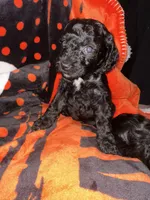 Iris, a female Cavapoo and Miniature Labradoodle for sale in Millersburg, OH – 1 of 4