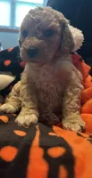 Minnie , a female Cavapoo and Miniature Labradoodle for sale in Millersburg, OH – 2 of 2