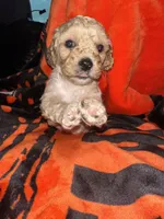 Minnie , a female Cavapoo and Miniature Labradoodle for sale in Millersburg, OH – 1 of 2