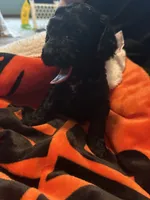 Iris, a female Cavapoo and Miniature Labradoodle for sale in Millersburg, OH – 2 of 4