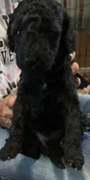 Iris, a female Cavapoo and Miniature Labradoodle for sale in Millersburg, OH – 3 of 4