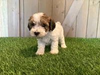 Jagger, a male Poodle - Toy  for sale in Fort Wayne, IN – 3 of 5