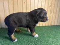 Silas, a male Australian Cattle Dog and Labrador Retriever for sale in Fort Wayne, IN – 2 of 4