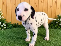 Annalise , a female Dalmatian for sale in Fort Wayne, IN – 2 of 2
