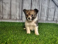 Lena, a female Pomeranian and Poodle - Miniature  for sale in Fort Wayne, IN – 3 of 8