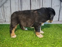 Hunter, a male Australian Shepherd and Bernese Mountain Dog for sale in Fort Wayne, IN – 3 of 4