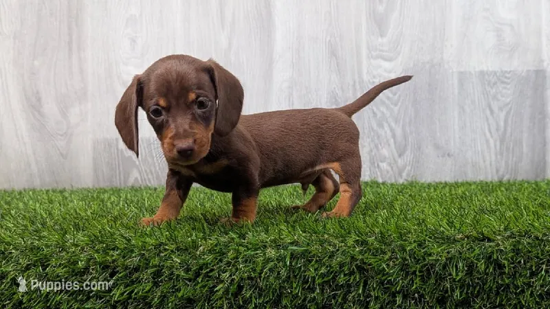 Mercury  – Miniature Dachshund puppy for sale in Fort Wayne, IN