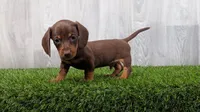 Mercury , a male Miniature Dachshund for sale in Fort Wayne, IN – 1 of 4