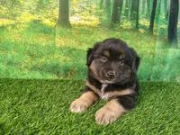 Tyson, a male American Bulldog and Australian Shepherd for sale in Fort Wayne, IN – 7 of 8