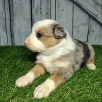 Clover, a female Australian Shepherd for sale in Fort Wayne, IN – Photo 3 of 6