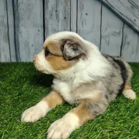 Clover, a female Australian Shepherd for sale in Fort Wayne, IN – Photo 5 of 6