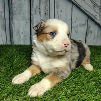 Clover, a female Australian Shepherd for sale in Fort Wayne, IN – Photo 1 of 6