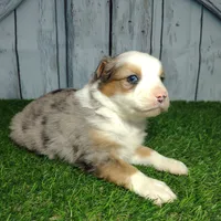 Clover, a female Australian Shepherd for sale in Fort Wayne, IN – Photo 4 of 6