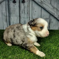Clover, a female Australian Shepherd for sale in Fort Wayne, IN – Photo 6 of 6