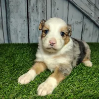 Clover, a female Australian Shepherd for sale in Fort Wayne, IN – Photo 2 of 6