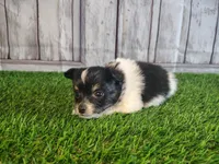 Lincoln, a male Pomeranian and Poodle - Miniature  for sale in Fort Wayne, IN – 3 of 4