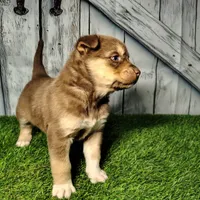 Bailey, a female German Shepherd Dog and Siberian Husky for sale in Fort Wayne, IN – Photo 1 of 2