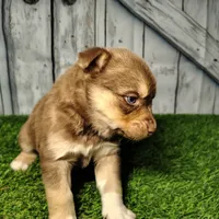 Bailey, a female German Shepherd Dog and Siberian Husky for sale in Fort Wayne, IN – Photo 2 of 2