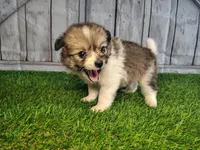 Lexi, a female Pomeranian and Poodle - Miniature  for sale in Fort Wayne, IN – 2 of 3