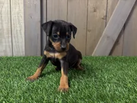 Scout, a male Miniature Pinscher for sale in Fort Wayne, IN – 4 of 6