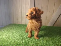 Rusty, a male Poodle - Toy  for sale in Fort Wayne, IN – 8 of 9